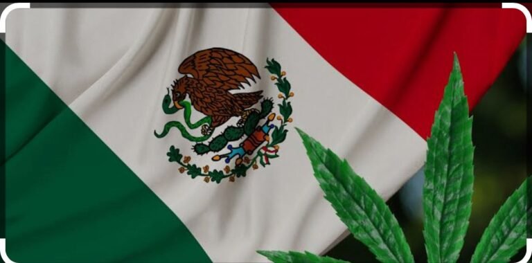 La legalización de la marihuana beneficiaria al sistema de justicia mexicano?